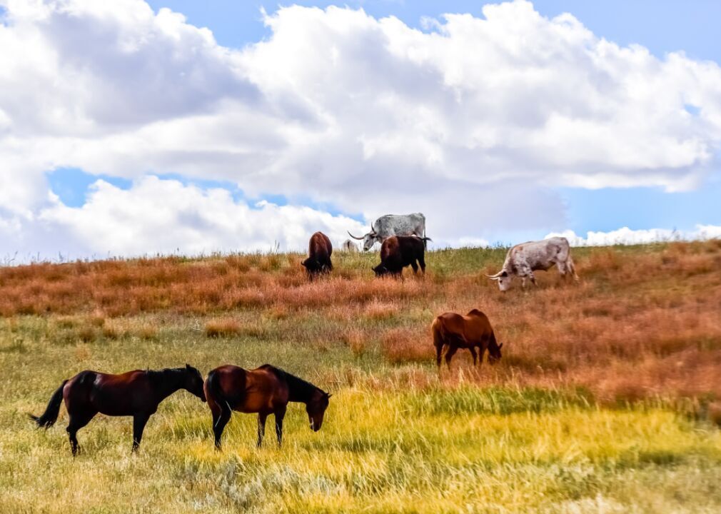 Animals of the American West